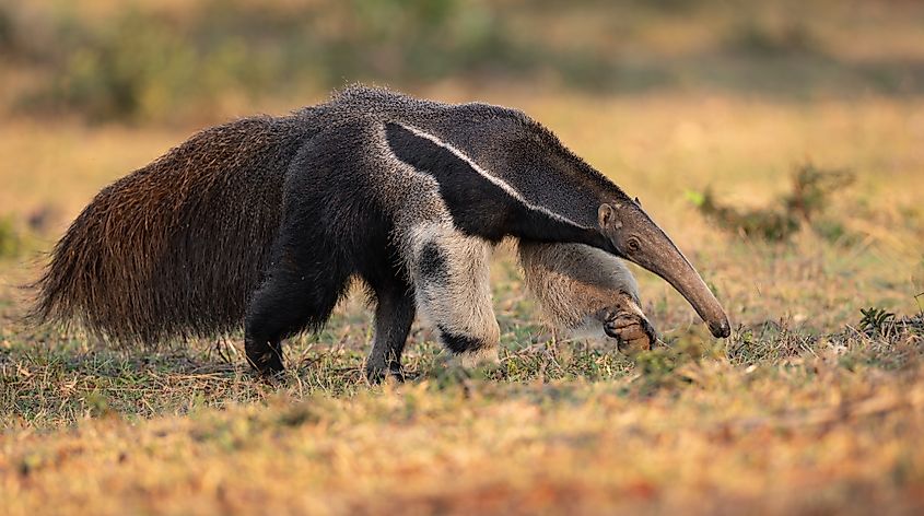 A giant anteater (Myrmecophaga tridactyla)