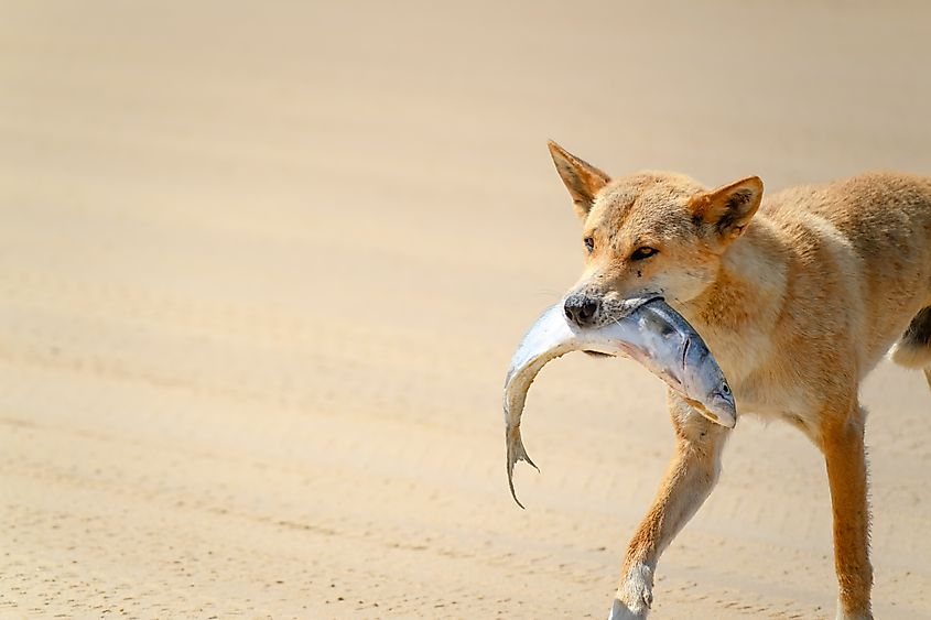 A dingo (Canis familiaris)
