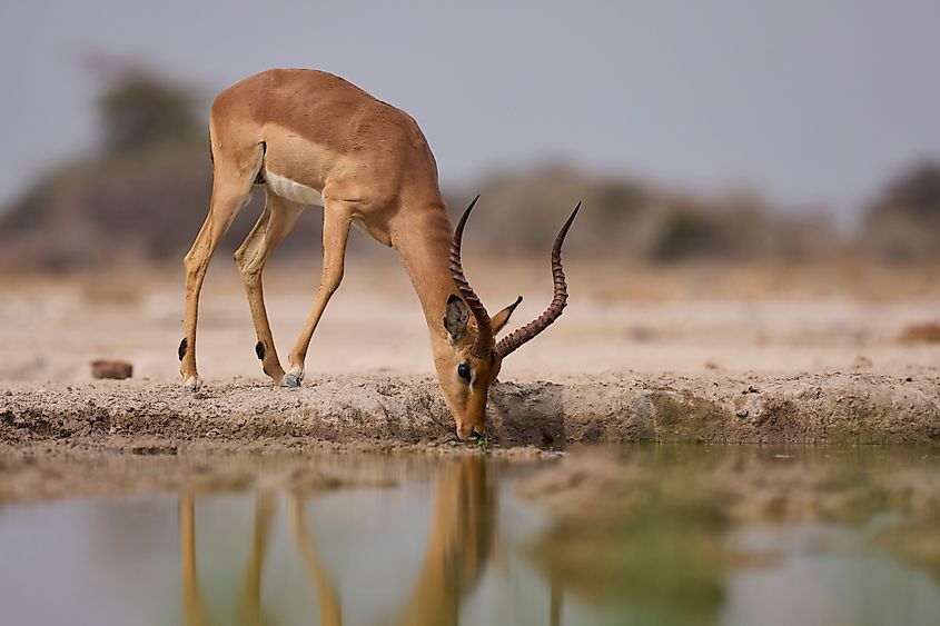An impala (Aepyceros melampus)