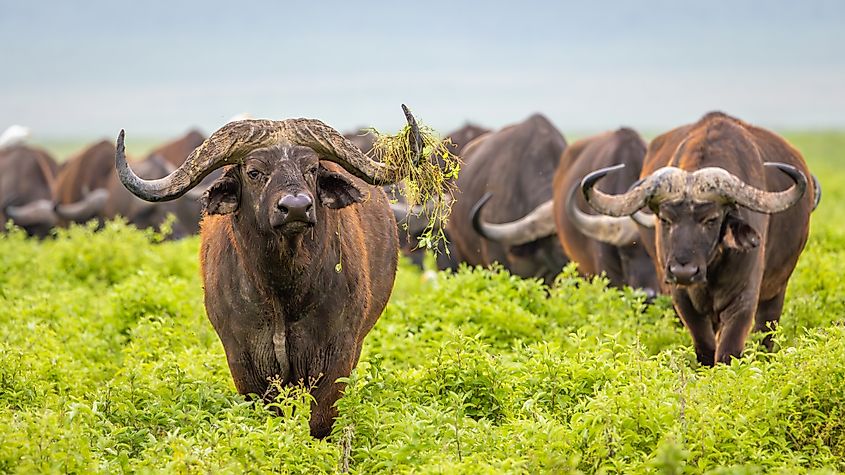 A herd of Cape buffalo