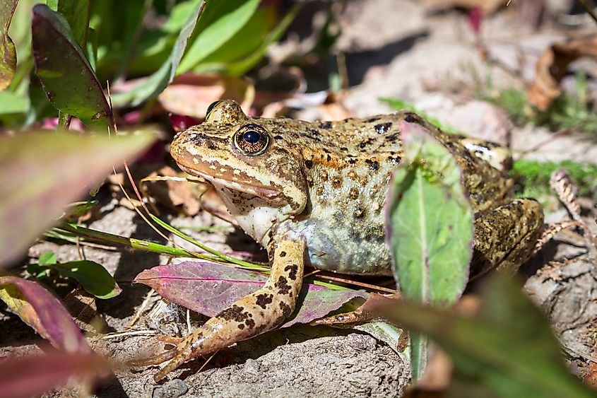A Columbia spotted frog (Rana luteiventris)