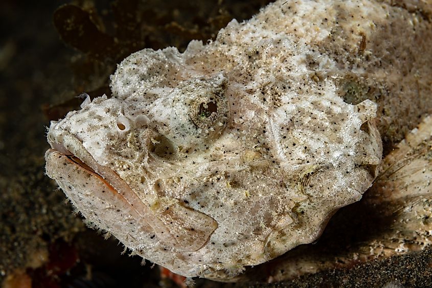 A devil scorpionfish (Scorpaenopsis diabolus)