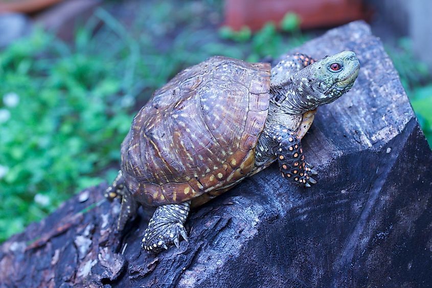 An ornate box turtle (Terrapene ornata)