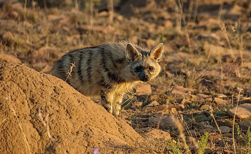 An aardwolf (Proteles cristata)
