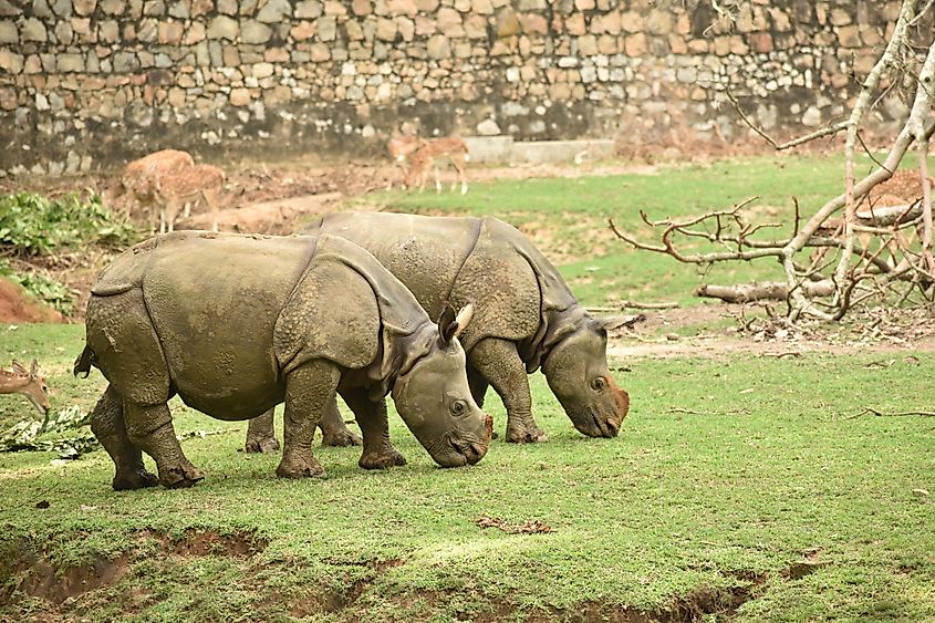 Rhinoceros eating grass freely