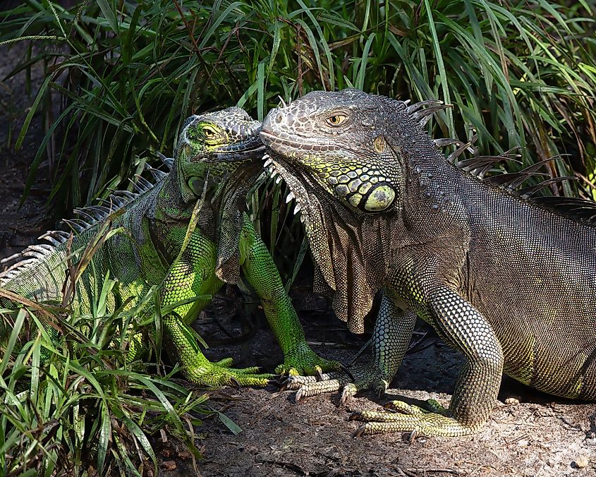 Male and female green and brown iguanas.