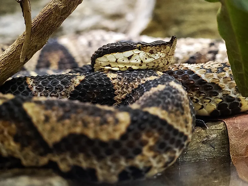 A sharp-nosed viper (Deinagkistrodon acutus)