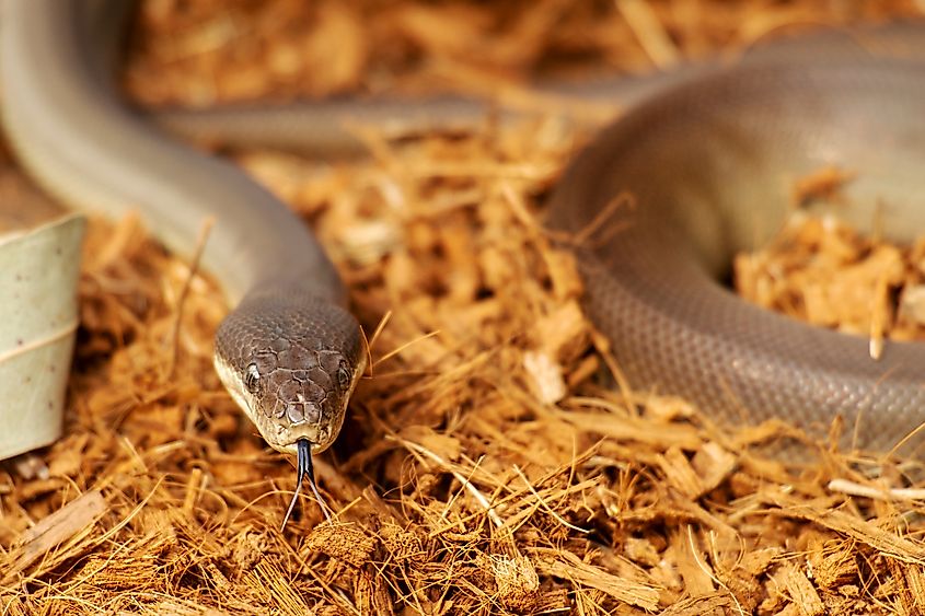 An olive python (Liasis olivaceus)