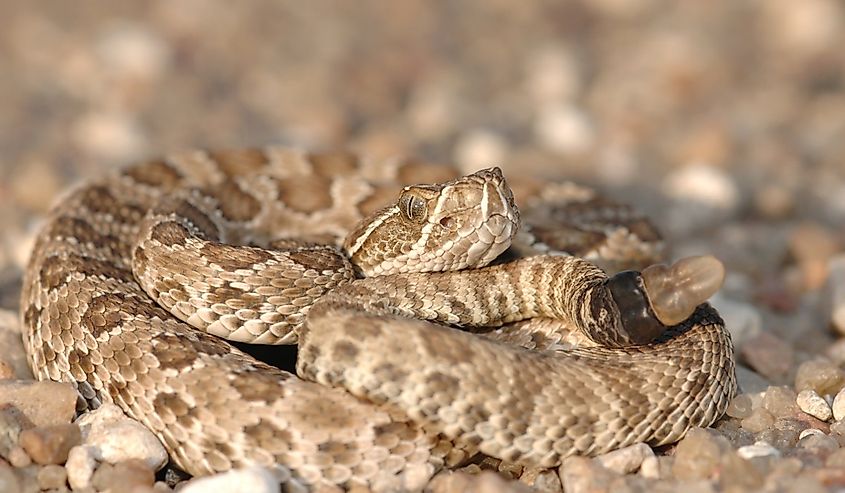 A prairie rattlesnake crossing a gravel road between fields.