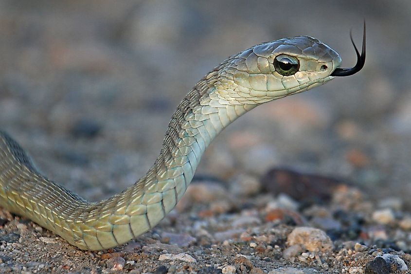 Boomslang Snake (Dispholidus typus)