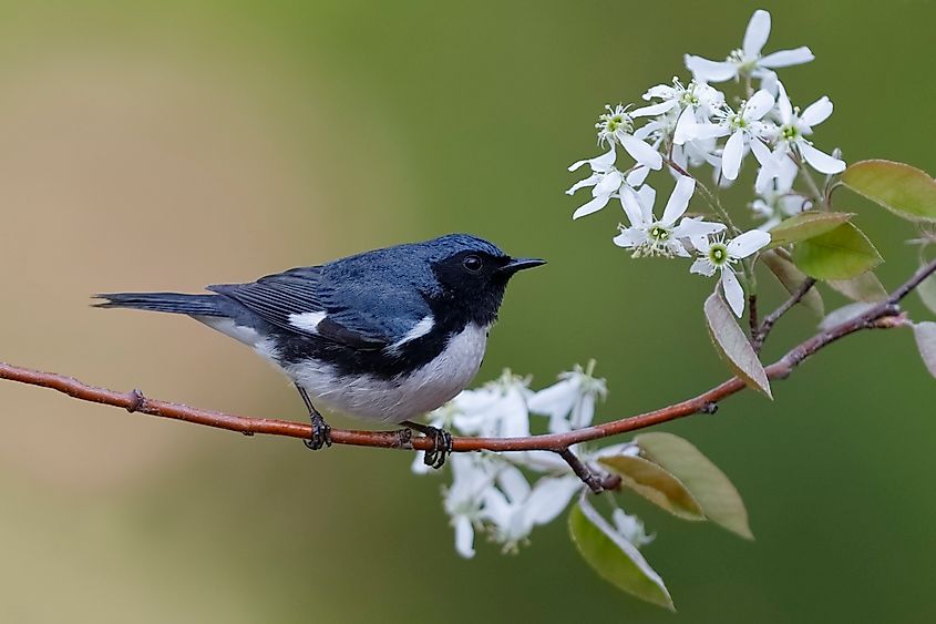 A black-throated blue warbler (Setophaga caerulescens)