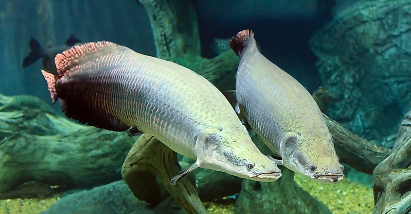 An arapaima (Arapaima gigas)