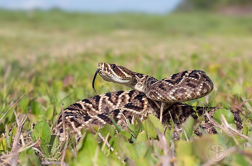 An eastern diamondback rattlesnake (Crotalus adamanteus)
