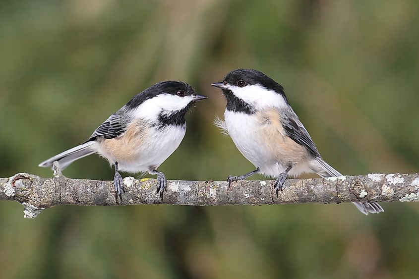 A pair of black-capped chickadees (Poecile atricapillus)