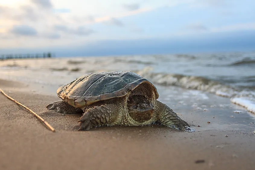 A common snapping turtle (Chelydra serpentina)