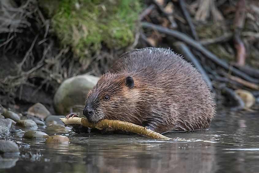 A north American beaver (Castor canadensis)