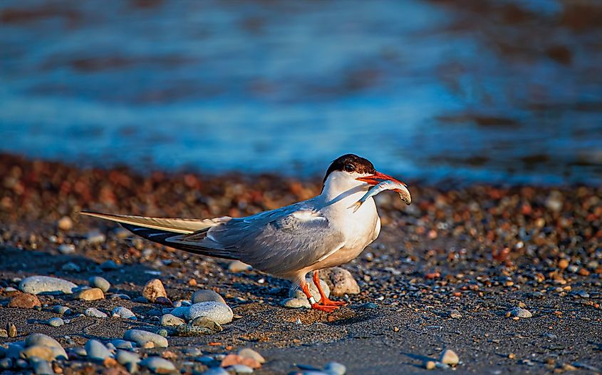 An Arctic tern (Sterna paradisaea)