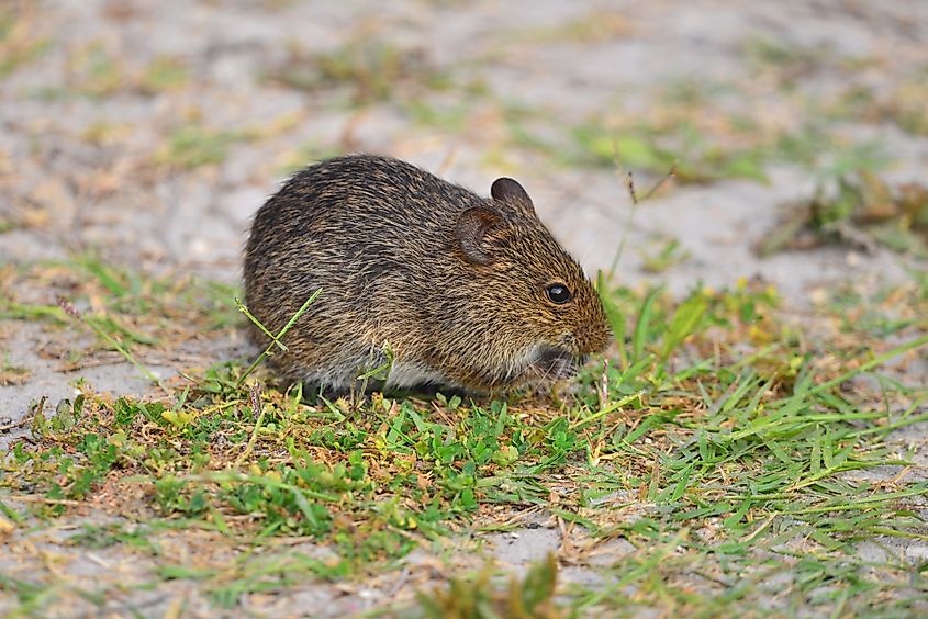 A Florida mouse (Podomys floridanus)