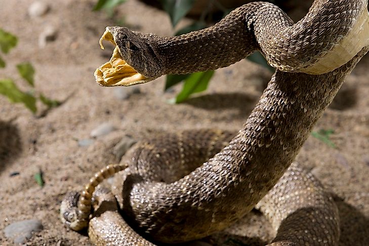 A Mojave rattlesnake in Arizona showing its fangs and rattle