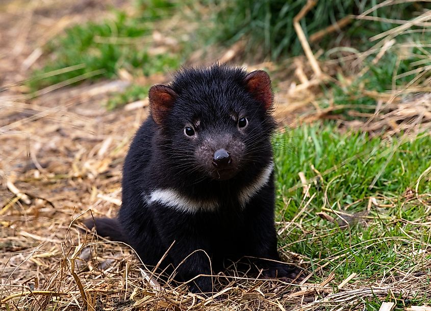 Baby Tasmanian Devil. 