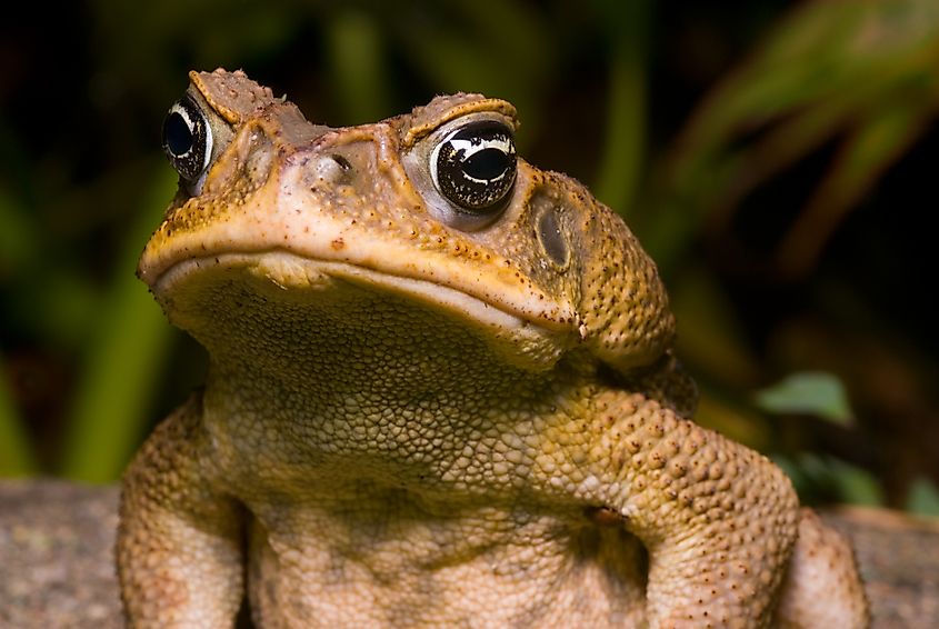 A cane toad (Rhinella marina)