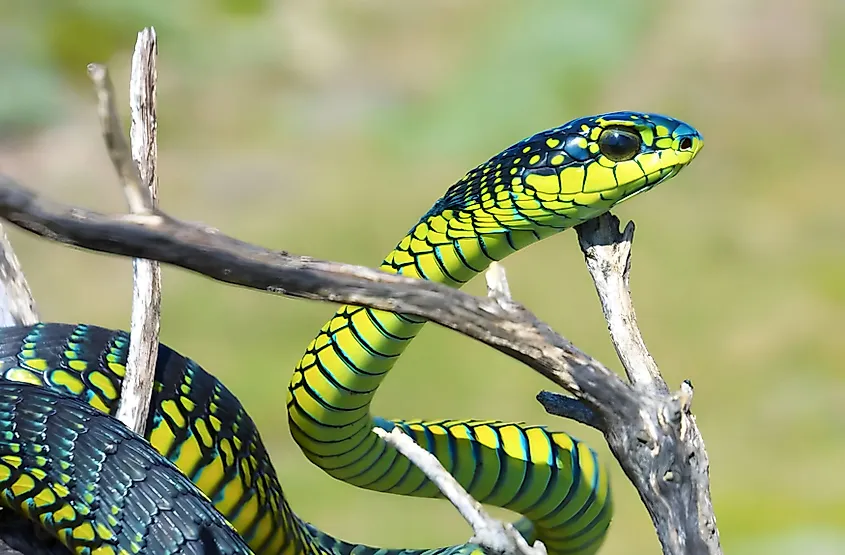 Boomslang Snake (Dispholidus typus)