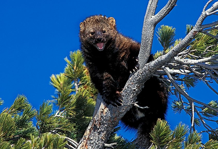 A fisher (Pekania pennanti)