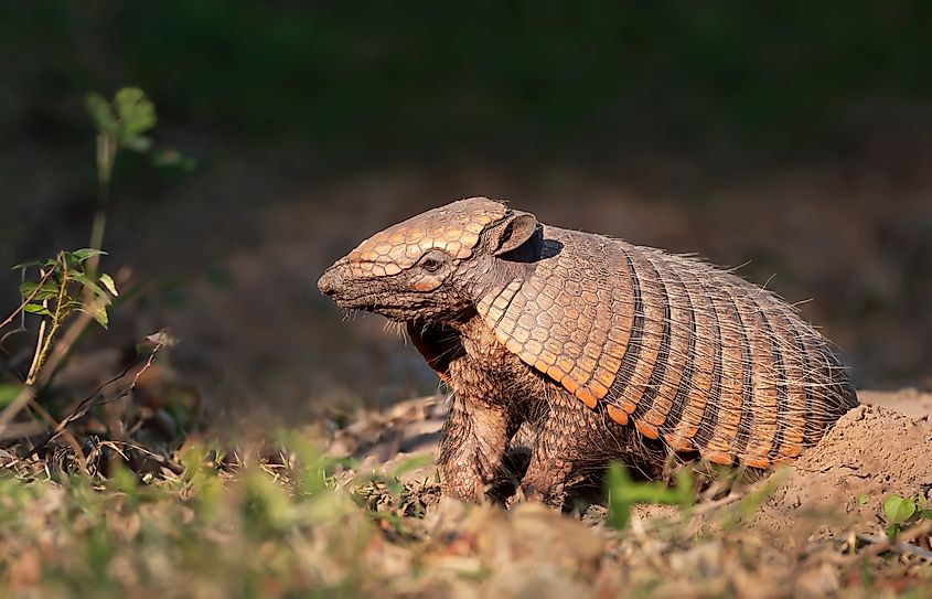 An armadillo