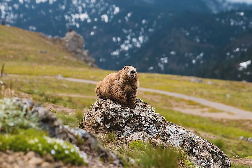 An Olympic marmot (Marmota olympus)