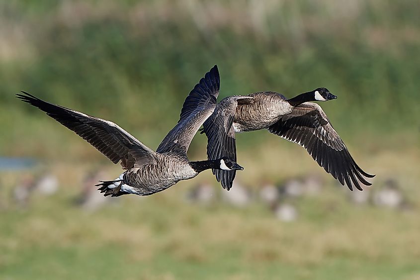A Canada goose beside water.