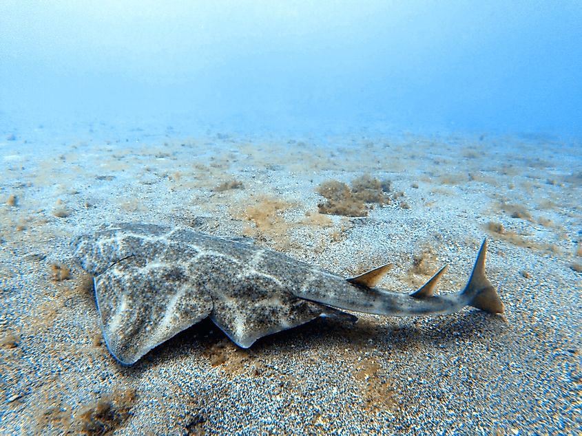 An angel shark (Squatina squatina) 