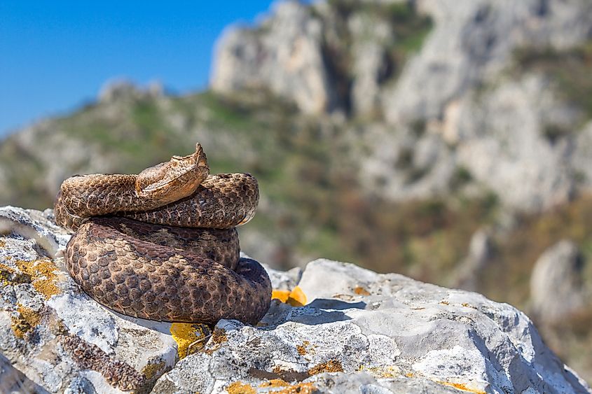 A nose-horned viper (Vipera ammodytes)