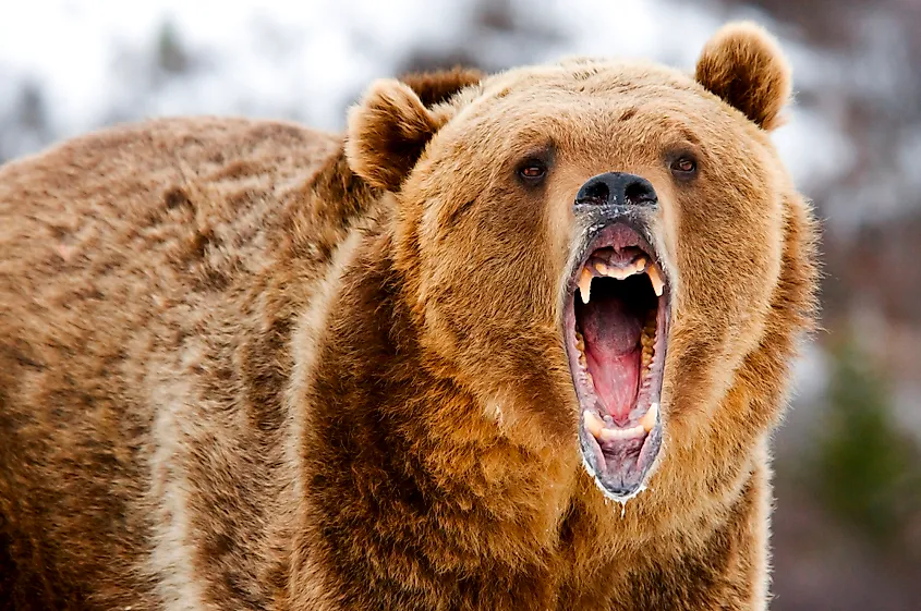 A growling grizzly bear 