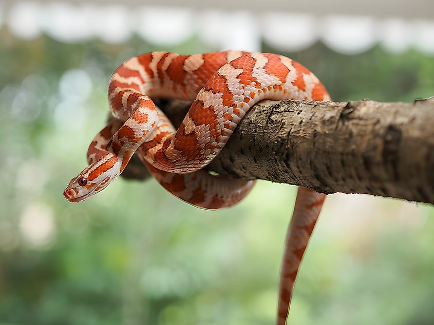 A corn snake (Pantherophis guttatus)