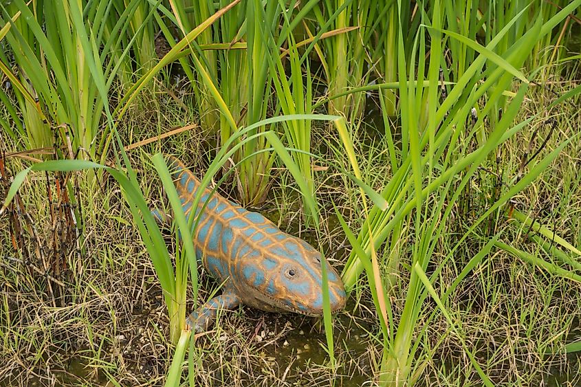 A model reconstruction of Ichthyostega, an early tetrapod from the late Devonian period.