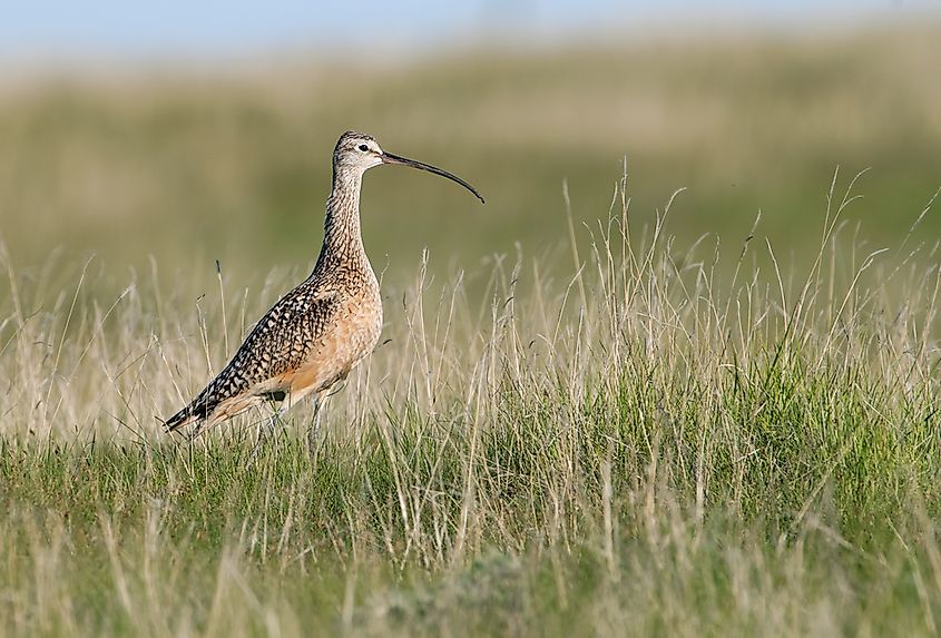 A curlew probing mudflats with its long curved bill.