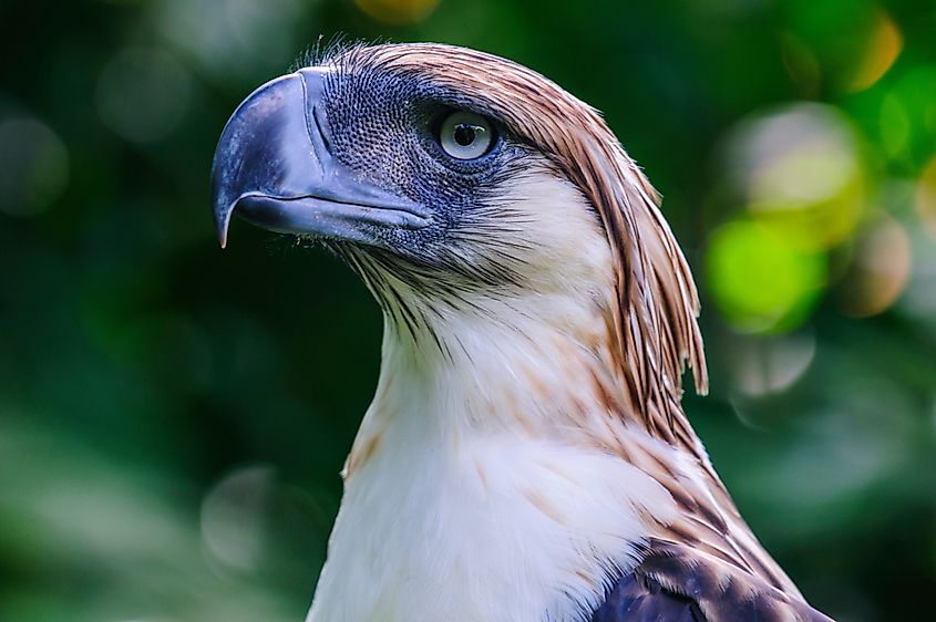 A Philippine eagle (Pithecophaga jefferyi)
