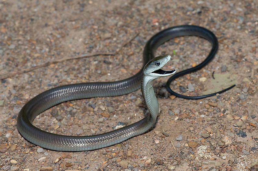 A black mamba snake getting ready to strike.