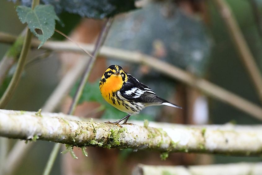 A Blackburnian warbler (Setophaga fusca)
