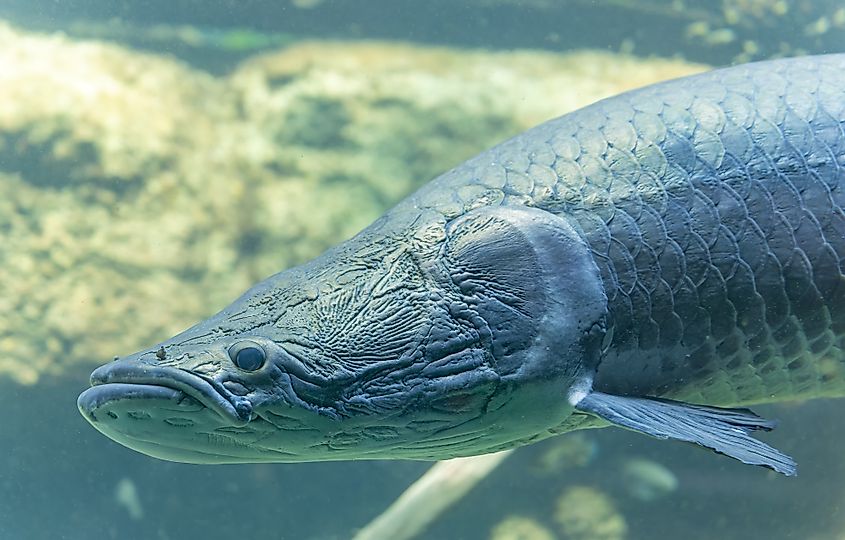 An arapaima (Arapaima gigas)