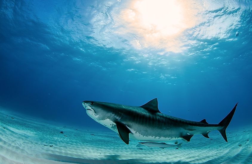A large tiger shark, one of the ocean's biggest fish.