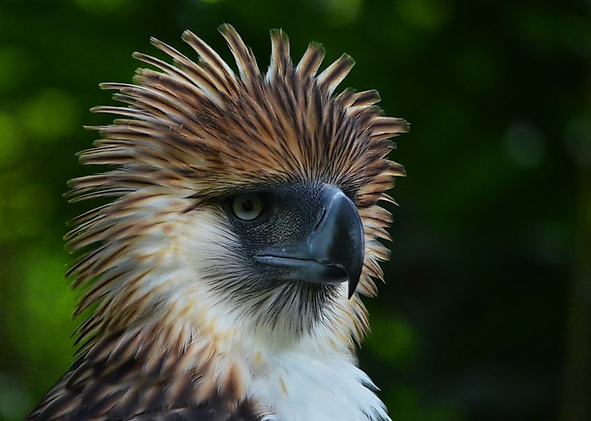 A Philippine eagle (Pithecophaga jefferyi)