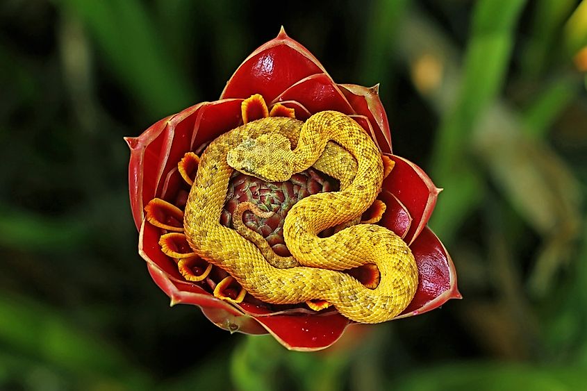 An eyelash viper (Bothriechis schlegelii)