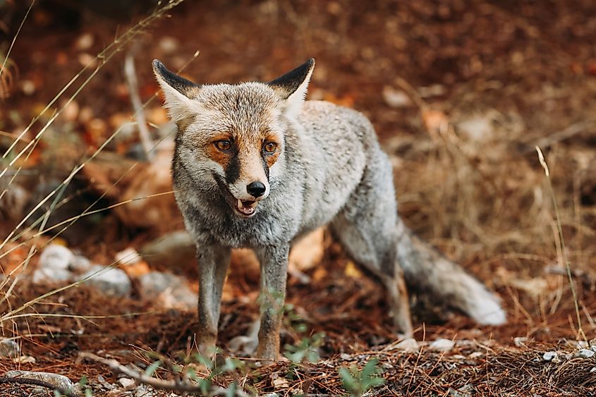 A gray fox (Urocyon cinereoargenteus)