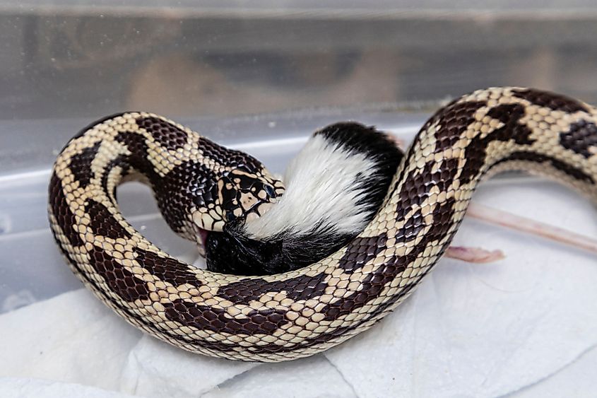 King snake feeding on lab rat.