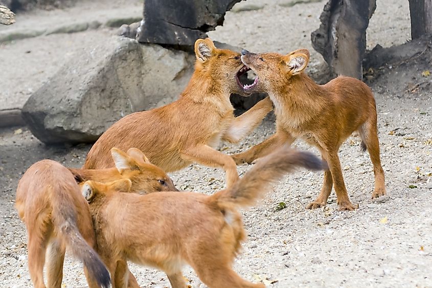 Dhole pups playing together
