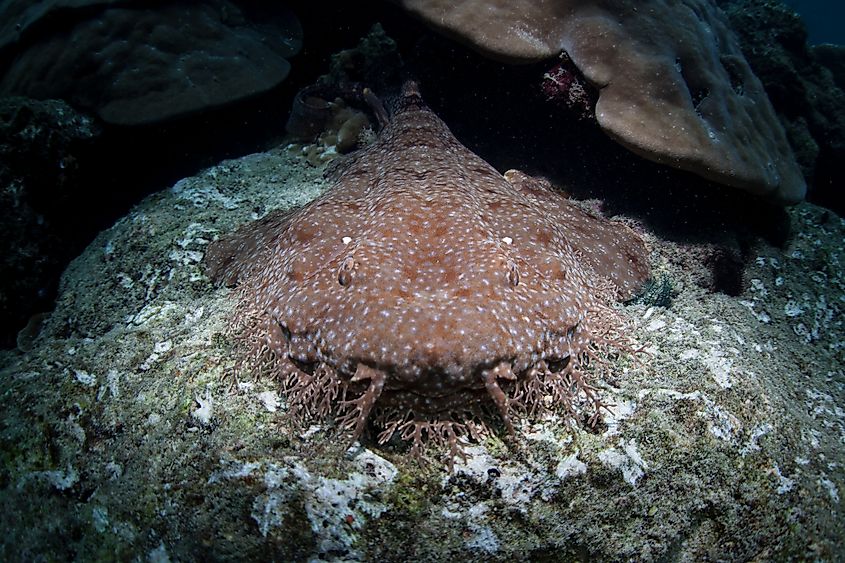 A tasselled wobbegong (Eucrossorhinus dasypogon)