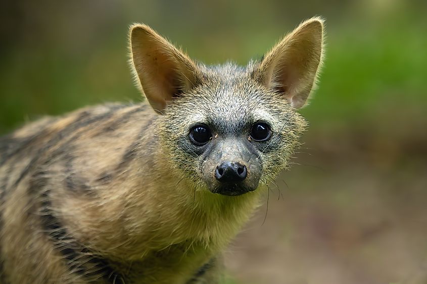An aardwolf (Proteles cristata)