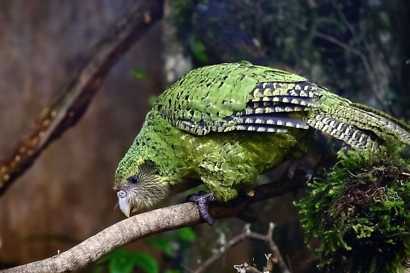 A kakapo (Strigops habroptilus)