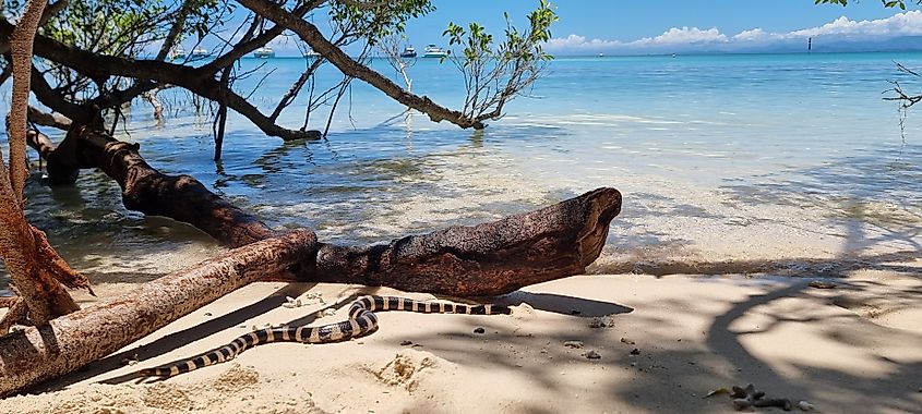 A banded sea krait (tricot rayé) moves across the white sand of a beautiful tropical beach with crystal clear turquoise water and mangroves in the background. Perfect for nature documentaries, travel guides, and environmental conservation themes. Via Shutterstock / Stephanie BENNOUR. 